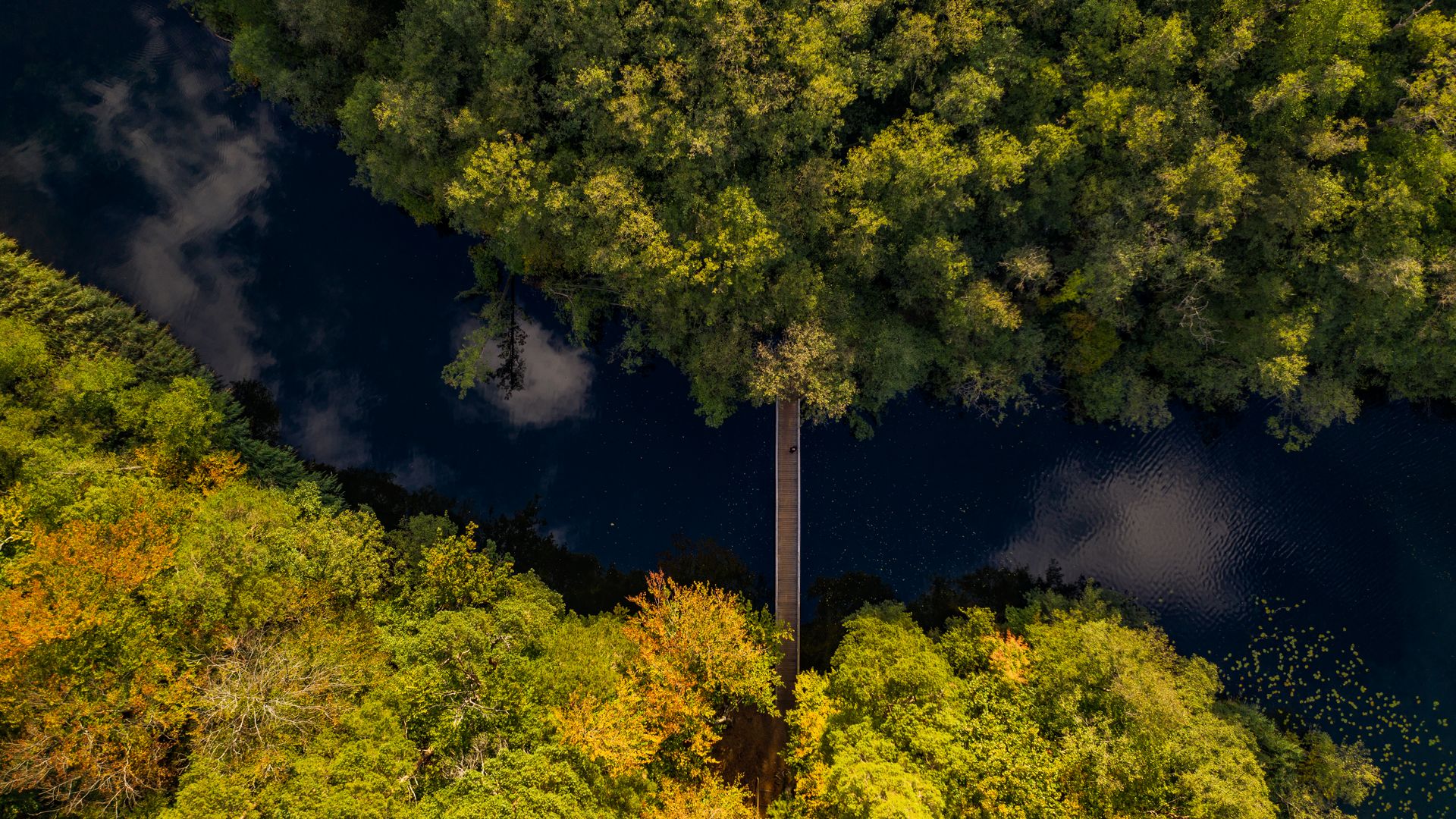 Ein schmaler Holzweg führt durch einen dichten Wald über dunkles Wasser