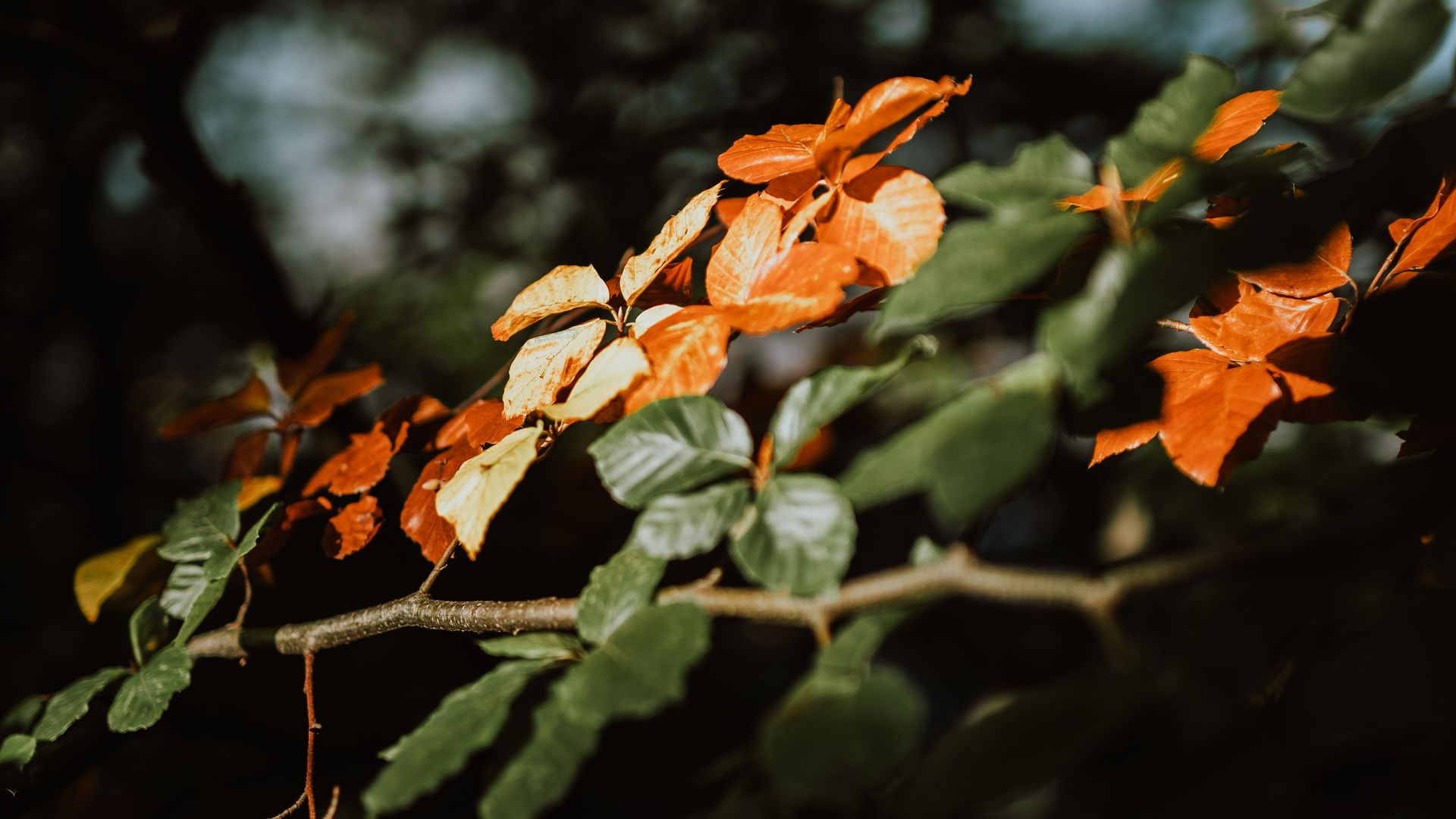 Buntes Herbstlaub