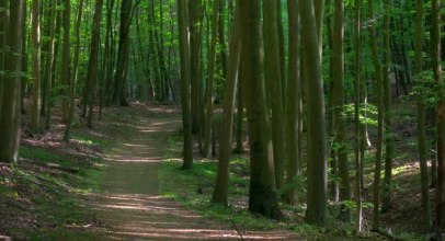 Am Salemer Moor findet man einen dichten naturnahen Wald., © Alex K. Media / HLMS GmbH