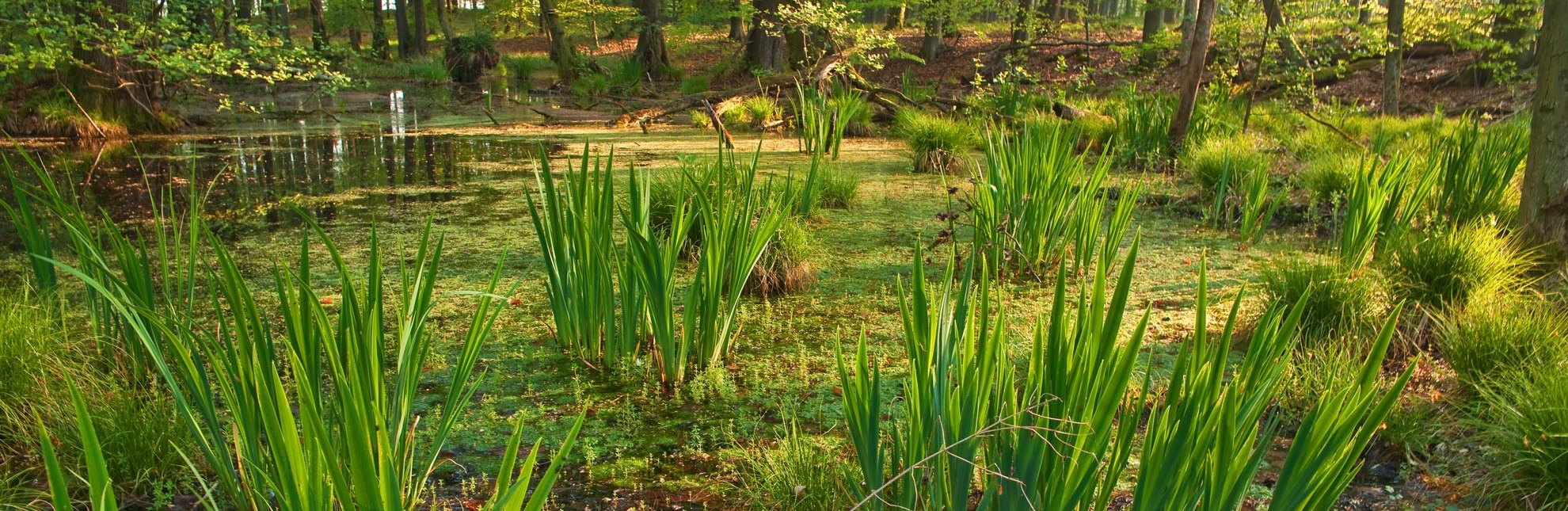 Das Sumpfgebiet Kamerun in der Nähe von Mölln, © Thomas Ebelt / HLMS GmbH