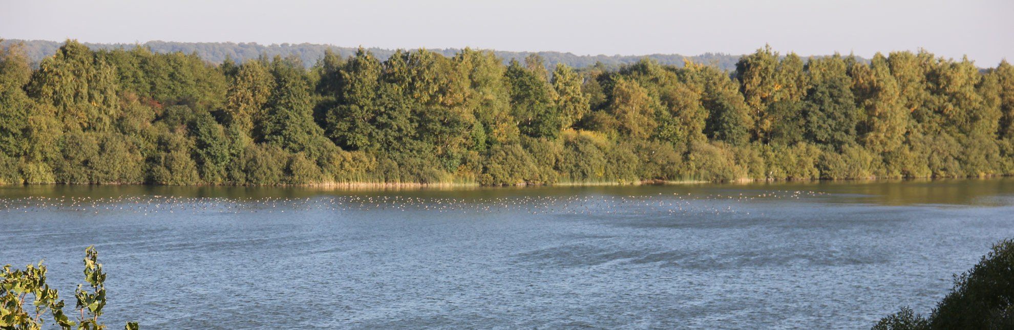 Blick auf den Mechower See - ein Paradies für Wasservögel., © HLMS GmbH