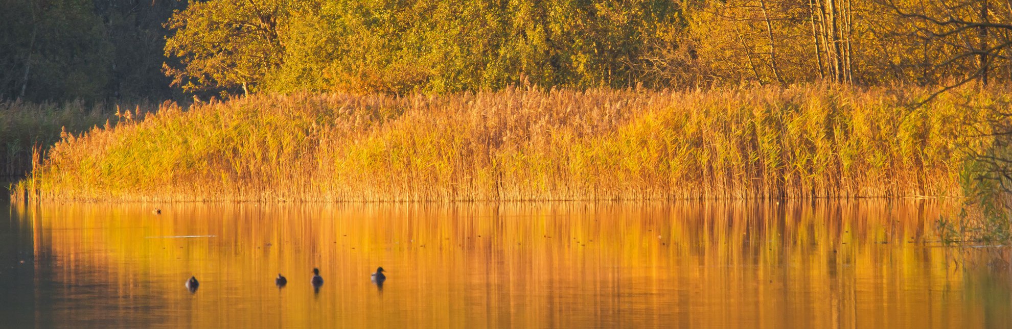 Goldener Herbst am Schaalsee im Herzogtum Lauenburg., © Thomas Ebelt / HLMS GmbH