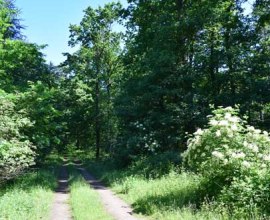 Der Wanderweg führt auf etwa fünf Kilometern durch den Wald auf dem Spakenberg am Rande der Elbestadt Geesthacht., © Bettina Knoop / Tourist-Information Geesthacht