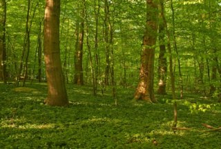 Der Sachsenwald ist das größte zusammenhängende Waldgebiet Schleswig-Holsteins., © Thomas Ebelt / HLMS GmbH