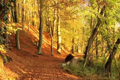Der Herbst färbt die bewaldeten Hänge des Hohen Elbufers zwischen Lauenburg und Geesthacht., © Tourist-Information Geesthacht