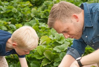 Vater und Sohn bei Erdbeersuche, © Nicole Franke/HLMS GmbH