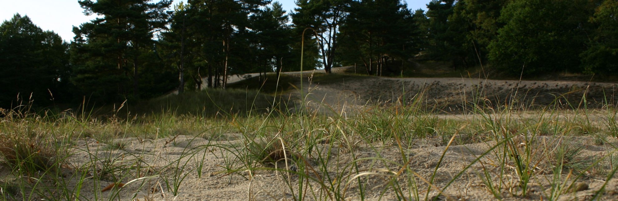 Dünenlandschaft am Wanderweg in den Besenhorster Sandbergen, © Tourist-Information Geesthacht