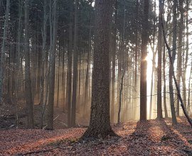 Schöpfen Sie Kraft mit einer Auszeit im Wald - Dianas Waldbaden hilft Ihnen mit kleinen Achtsamkeitsübungen vom Alltag zu entspannen., © Diana Weyrauch