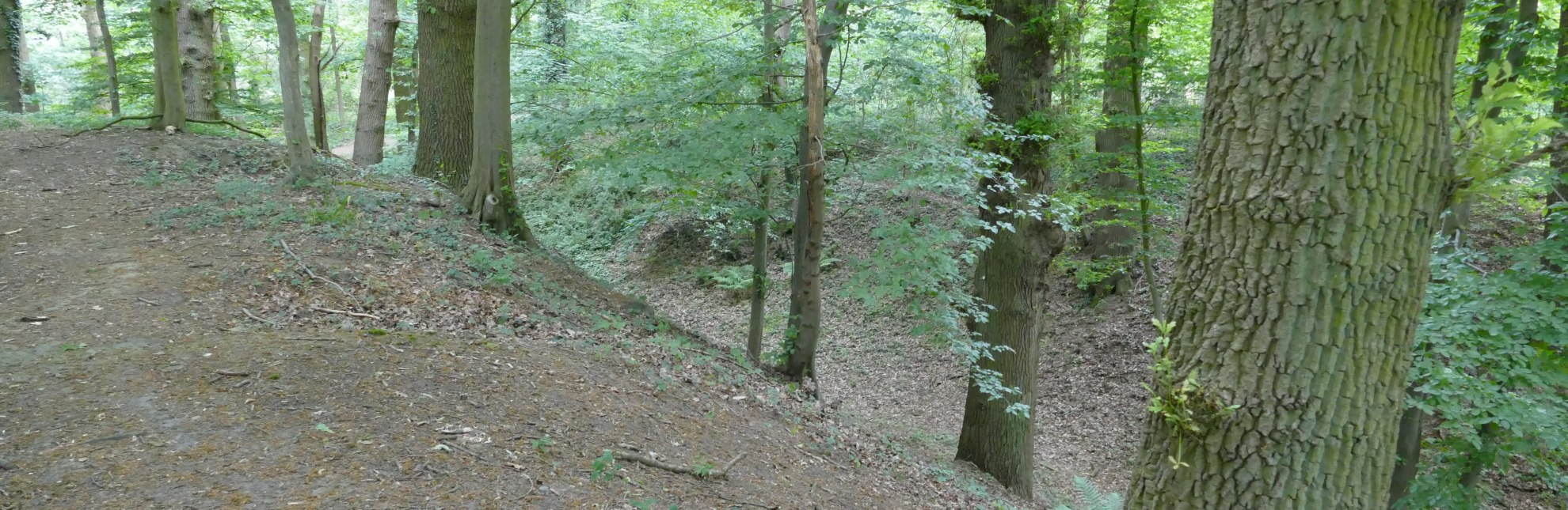 Strukturen im Wald lassen die ehemalige Erthenburg erahnen, © Mareike Bodendieck