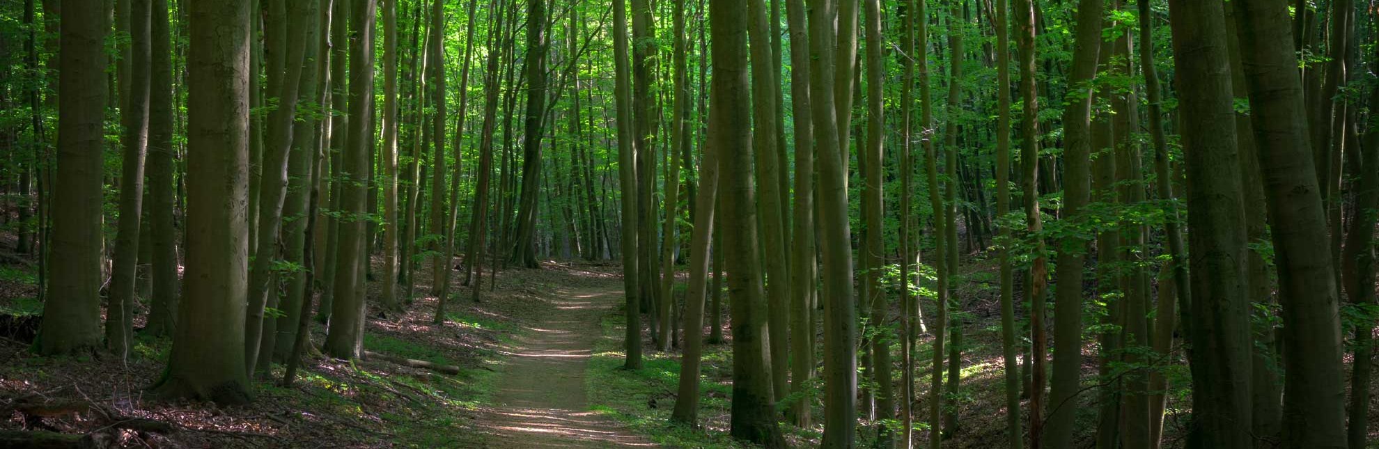 Am Salemer Moor befindet sich ein dichter naturnaher Wald., © Alex K. Media / HLMS GmbH