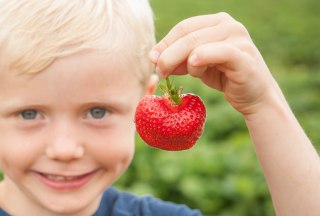 Junge mit Erdbeere in der Hand, © Nicole Franke/HLMS GmbH