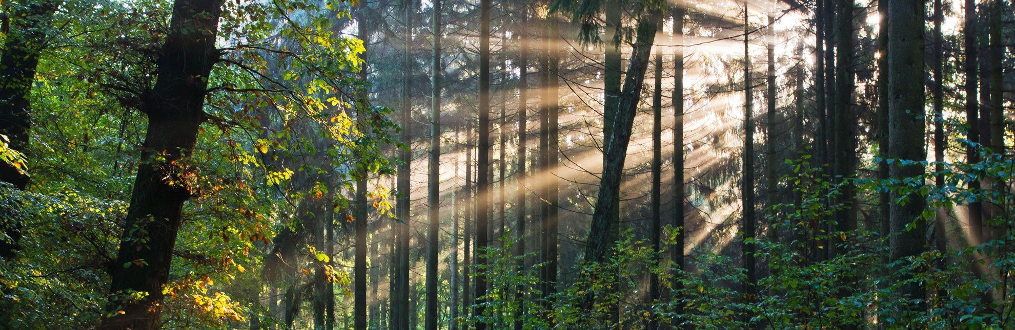 Morgenstimmung im Wald bei Sterley in der Nähe von Mölln., © Thomas Ebelt / HLMS GmbH