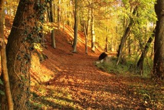 Der Herbst färbt die bewaldeten Hänge des Hohen Elbufers zwischen Lauenburg und Geesthacht., © Tourist-Information Geesthacht
