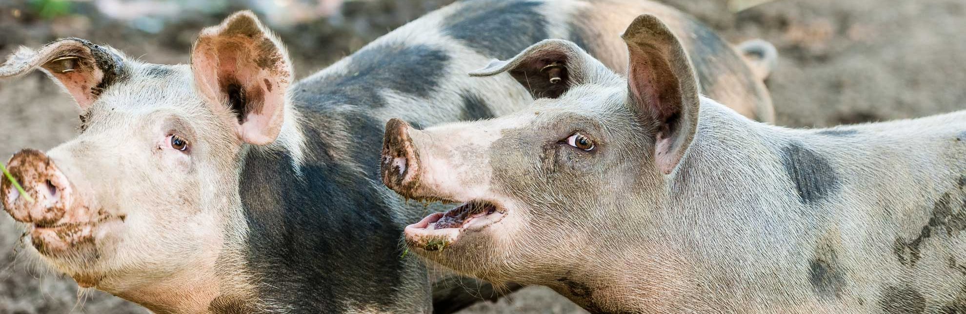 Schweine im Glück, © Nicole Franke/ HLMS