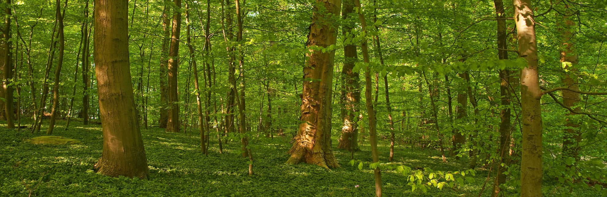 Im Frühjahr leuchtet selbst das Unterholz im Sachsenwald in frischem Grün., © Thomas Ebelt / HLMS GmbH