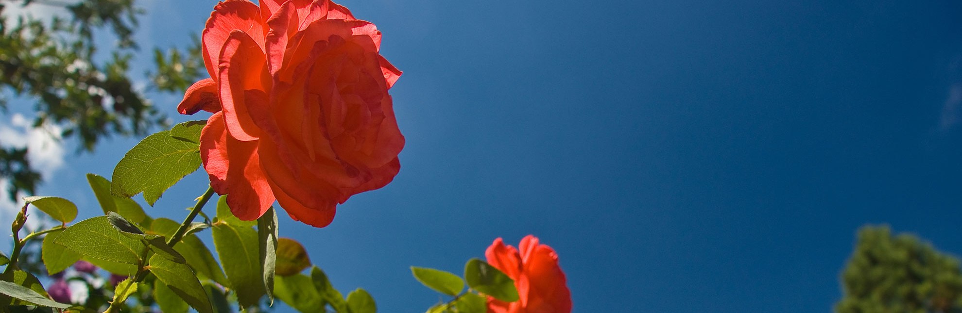 Rote Rosen, © Thomas Ebelt/ Mölln