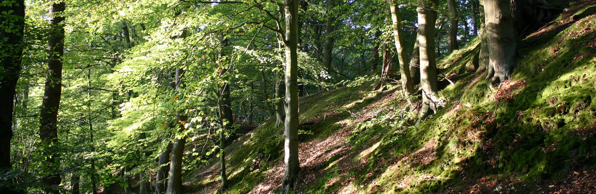 Wanderweg im Naturschutzgebiet Hohes Elbufer, © Tourist-Information Geesthacht